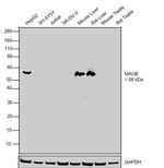 Monoamine Oxidase B Antibody