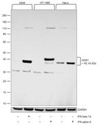 OAS1 Antibody in Western Blot (WB)