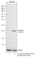 NDUFAF2 Antibody