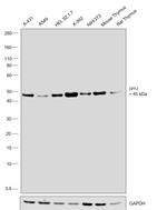 DPF2 Antibody in Western Blot (WB)