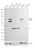 GAD67 Antibody in Western Blot (WB)