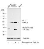 MST2 Polyclonal Antibody