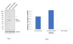 MST2 Antibody in Western Blot (WB)