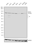 STAT3 Antibody in Western Blot (WB)
