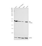 BAD Polyclonal Antibody