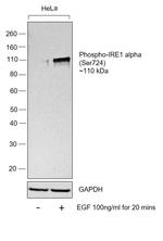 Phospho-IRE1 alpha (Ser724) Antibody in Western Blot (WB)