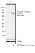 Phospho-IRE1 alpha (Ser724) Polyclonal Antibody