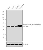Beta III Tubulin Antibody in Western Blot (WB)