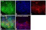 eIF4E Antibody in Immunocytochemistry (ICC/IF)