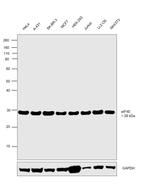 eIF4E Antibody in Western Blot (WB)