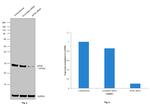 eIF4E Antibody in Western Blot (WB)