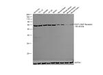 NGFR Polyclonal Antibody