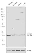 MAD2 Polyclonal Antibody