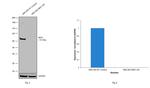 NEFL Antibody in Western Blot (WB)