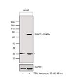 IRAK2 Polyclonal Antibody