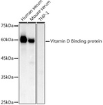 DBP Antibody in Western Blot (WB)