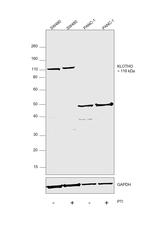 Klotho Antibody in Western Blot (WB)