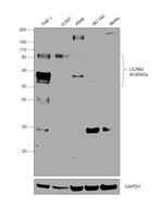 LILRB2 Antibody in Western Blot (WB)