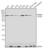 RHAMM Antibody in Western Blot (WB)