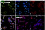 NLRC4 Antibody in Immunocytochemistry (ICC/IF)
