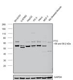 FTO Polyclonal Antibody