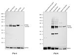 PTPRN Antibody in Western Blot (WB)