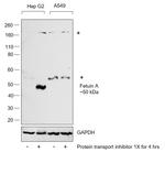 Fetuin A Polyclonal Antibody
