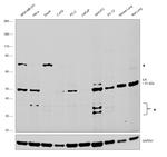 ILK Polyclonal Antibody