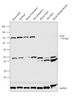 HCN1 Antibody in Western Blot (WB)