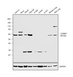 CADM1 Polyclonal Antibody