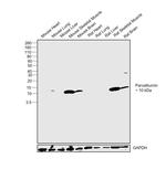 Parvalbumin Antibody in Western Blot (WB)