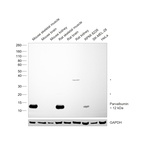 Parvalbumin Antibody in Western Blot (WB)