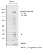 Phospho-PDGFRA (Tyr754) Polyclonal Antibody