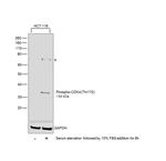 Phospho-CDK4 (Thr172) Polyclonal Antibody