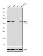 PARP2 Polyclonal Antibody