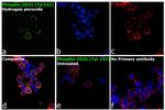 Phospho-CD3z (Tyr142) Antibody in Immunocytochemistry (ICC/IF)