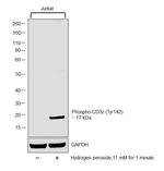 Phospho-CD3z (Tyr142) Antibody in Western Blot (WB)