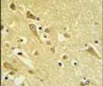 PAAF1 Antibody in Immunohistochemistry (IHC)