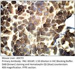ADCY3 Antibody in Immunohistochemistry (IHC)