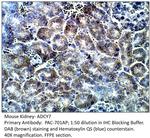 ADCY7 Polyclonal Antibody