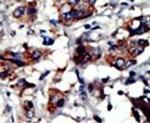 PACSIN3 Antibody in Immunohistochemistry (IHC)