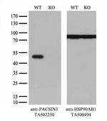 PACSIN3 Antibody