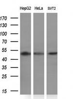 PACSIN3 Antibody in Western Blot (WB)