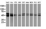 PACSIN3 Antibody in Western Blot (WB)