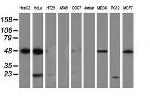 PACSIN3 Antibody in Western Blot (WB)
