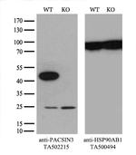 PACSIN3 Antibody in Western Blot (WB)