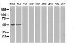 PACSIN3 Antibody in Western Blot (WB)