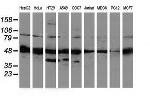 PACSIN3 Antibody in Western Blot (WB)