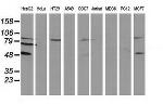 PACSIN3 Antibody in Western Blot (WB)