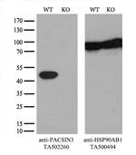 PACSIN3 Antibody in Western Blot (WB)